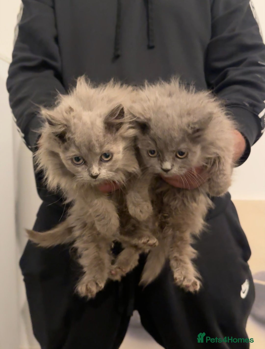 British Longhair cats for sale: Adorable British Longhair Kittens Ready Now! - Advert 11