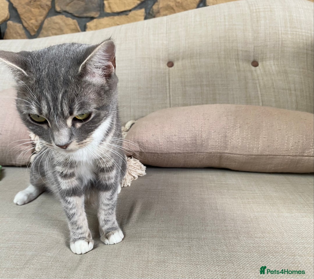 Ragdoll cats for sale: Kittys for sale - Advert 1