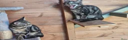 Mixed Breed cats for sale: Half Bengal Kittens - Advert 10