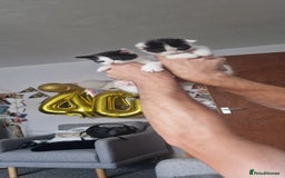 American Shorthair cats for sale: Kittens for sale - Image 3