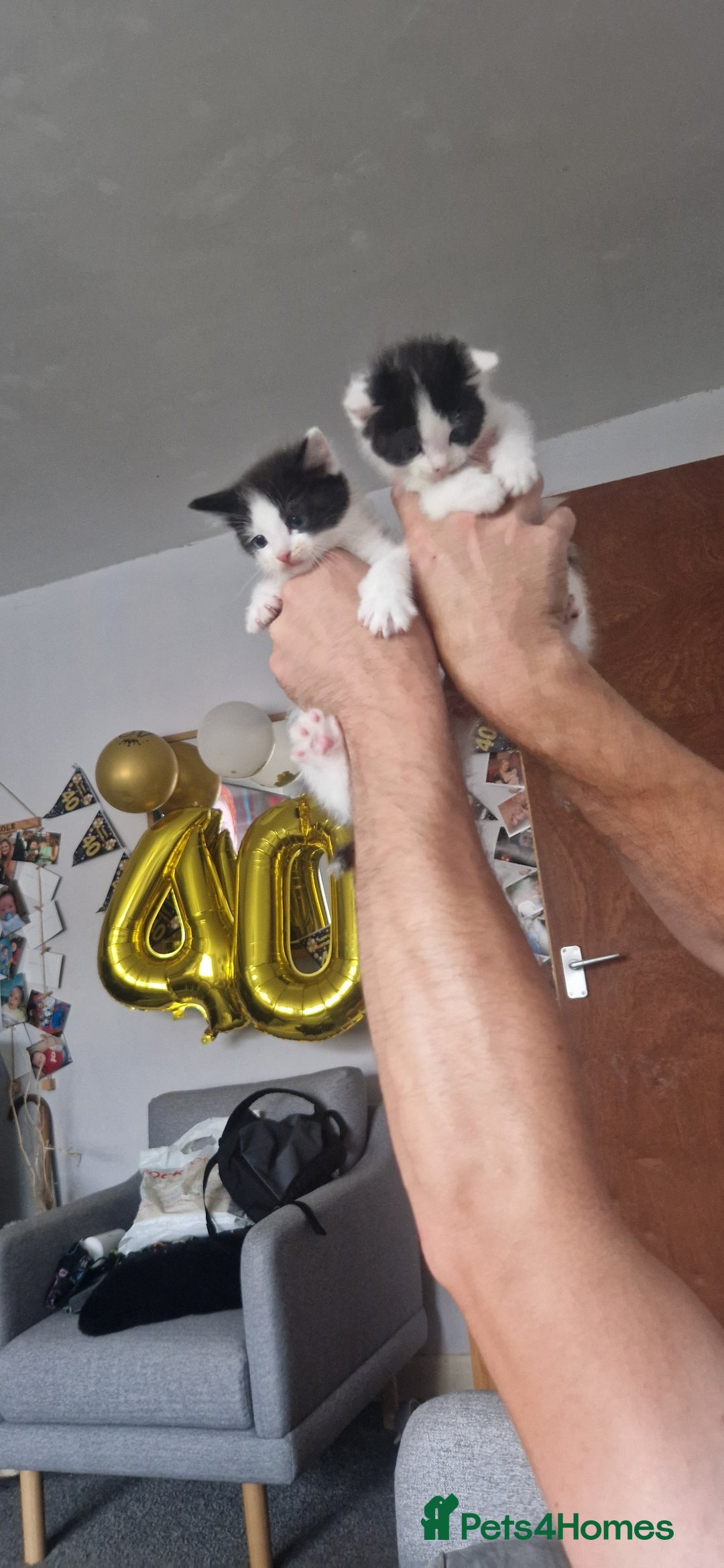 American Shorthair cats for sale: Kittens for sale - Image 3