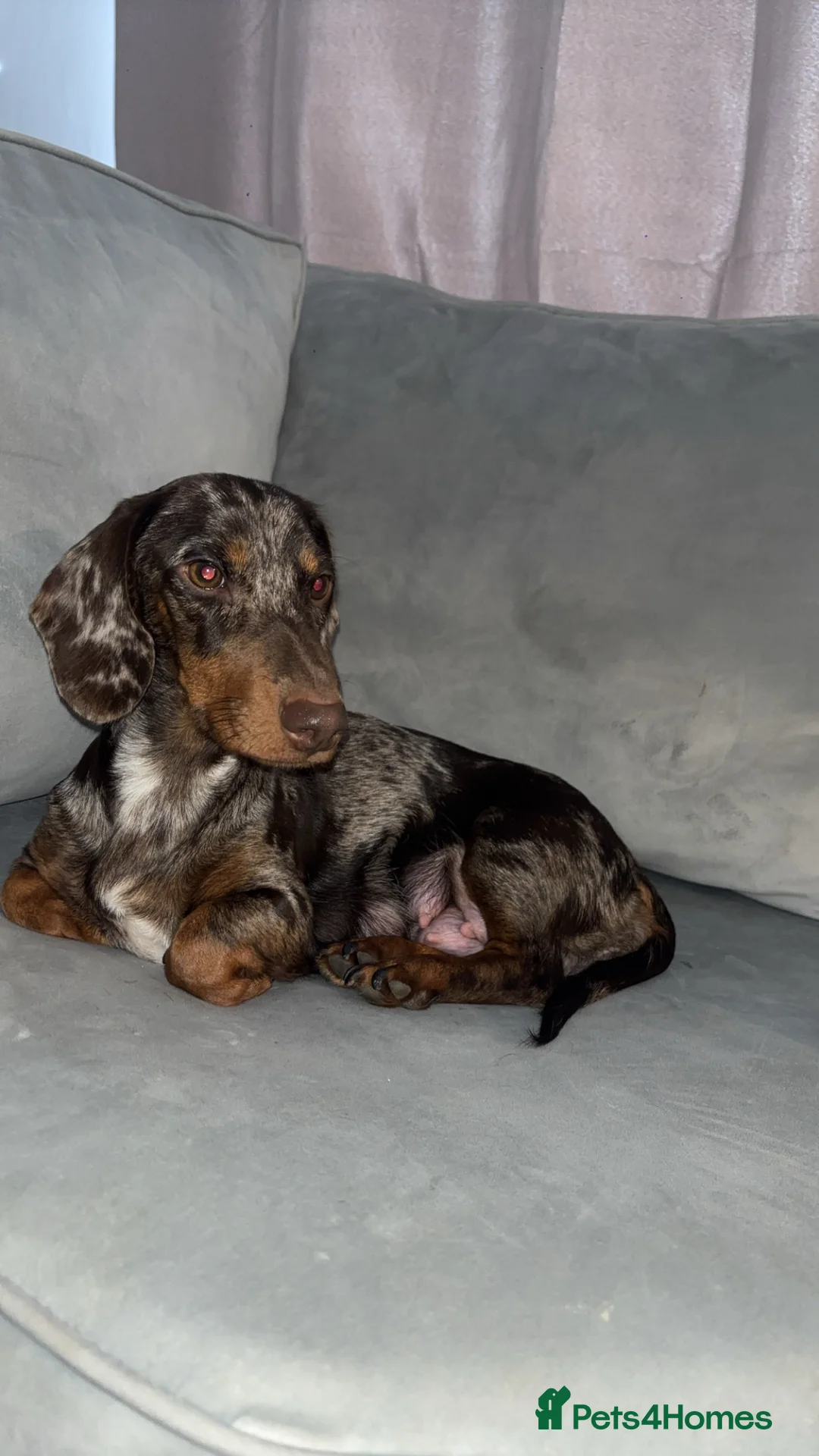 Dachshund dogs for sale: Female Dachshund Puppy For Sale in Newcastle upon Tyne - Advert 2