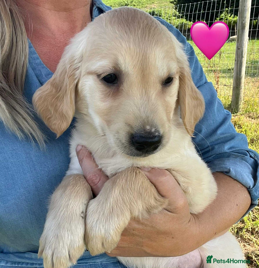 Golden Retriever dogs for sale: Beautiful KC Golden Retriever Puppies - Image 16
