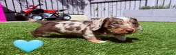 Dachshund dogs for sale: Wire-haired Dachshunds 🤎🐾 - Advert 8