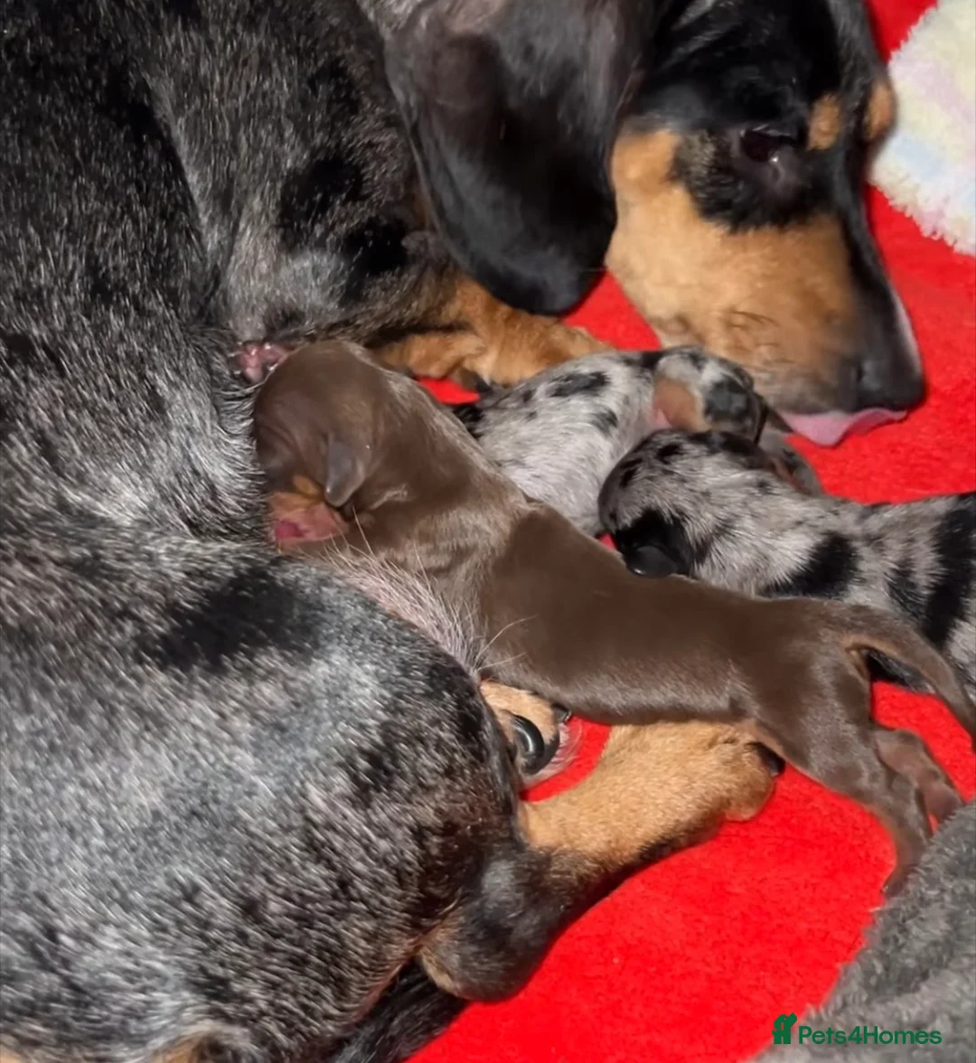 Miniature Dachshund dogs for sale: Min smooth due to leave approx 22 May - Advert 9