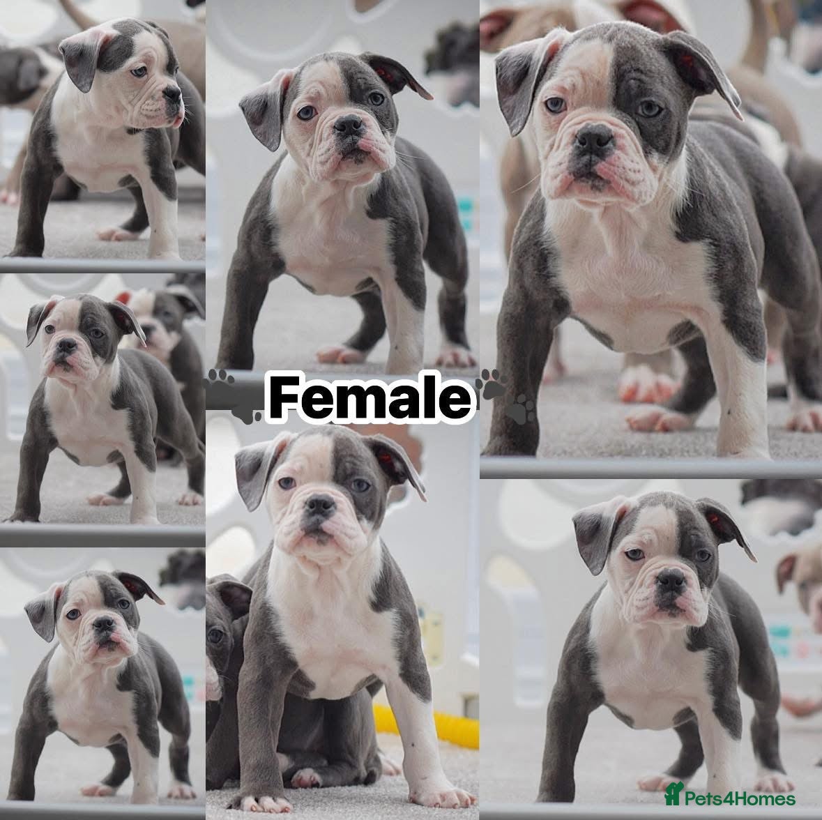 Old Tyme Bulldog dogs 23 years 5⭐️Rated Licensed professionals  - Advert 1