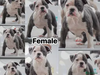 Old Tyme Bulldog dogs 23 years 5⭐️Rated Licensed professionals - Advert 1