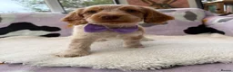 Cocker Spaniel dogs for sale: KC Reg Show Cocker Spaniel Girl READY NOW - Advert 7