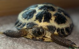 Tortoise reptiles for sale: 2 x Russian Tortoises - Image 1