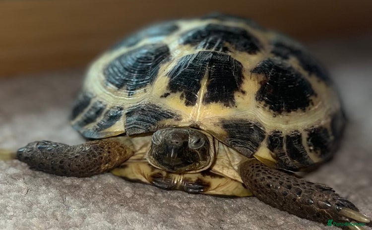 Tortoise reptiles - Advert 1