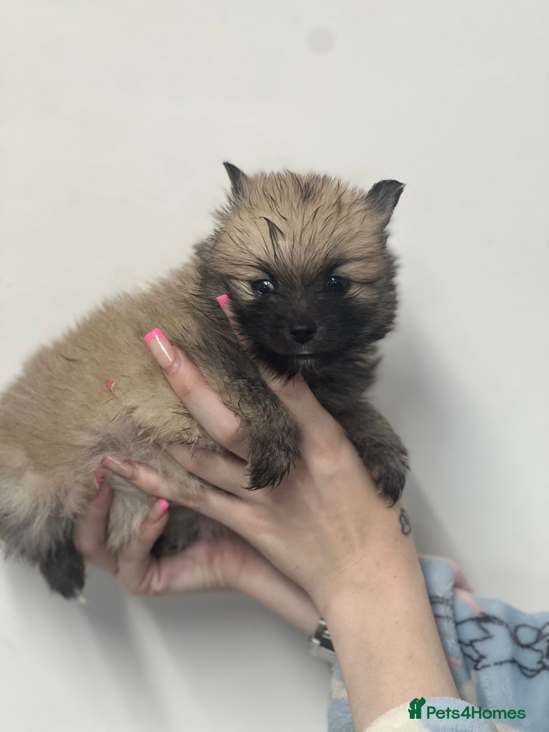 Pomeranian dogs for sale: LAST GIRL READY NOW Pomeranian puppies - Advert 25