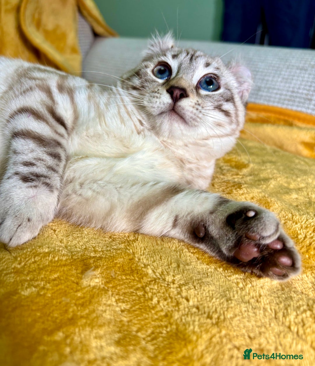 Savannah cats for sale: Breath taking wild looking girl  - Advert 16