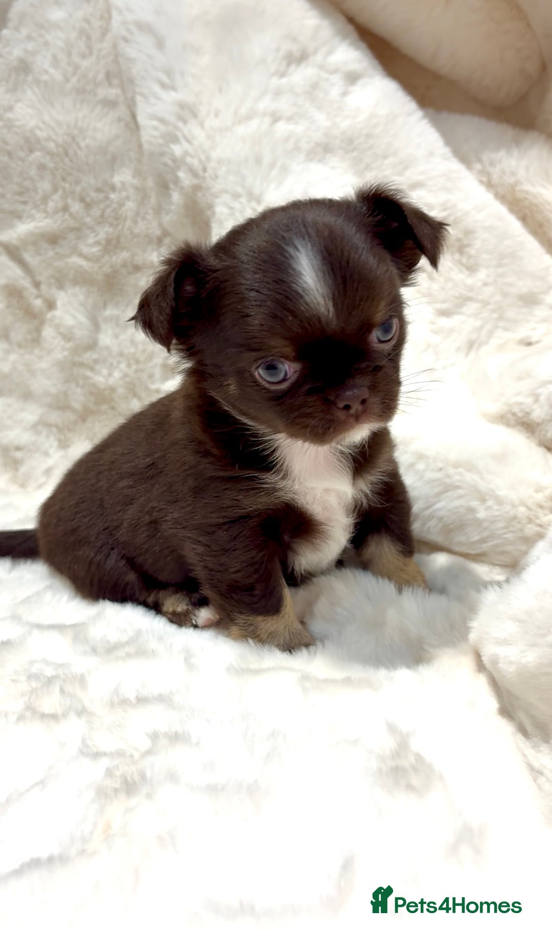 Chihuahua dogs for sale: QUALITY LONG COAT KC CHIHUAHUA PUPPIES  - Advert 28