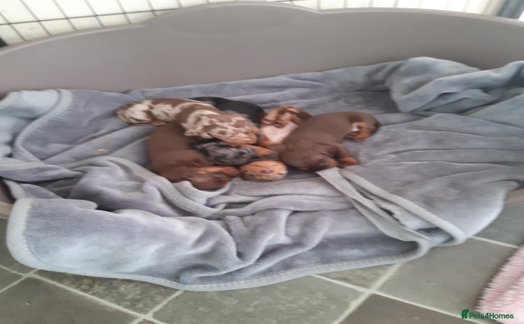 Dachshund dogs - Advert 1