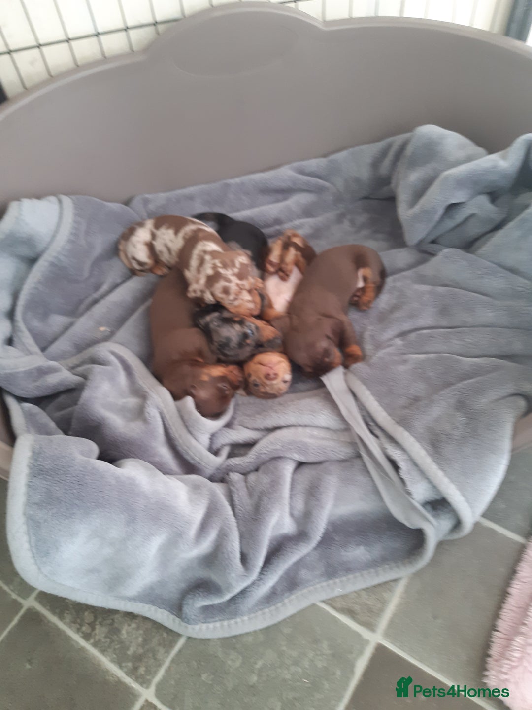 Dachshund dogs for sale: Dashhound puppies  - Image 1