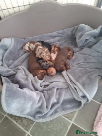 Dachshund dogs - Advert 3