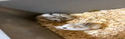 Hamster rodents for sale: Dwarf hamsters - Advert 2