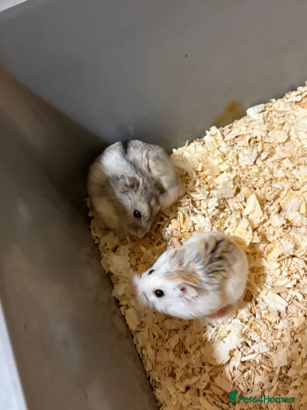 Hamster rodents for sale: Dwarf hamsters - Advert 2