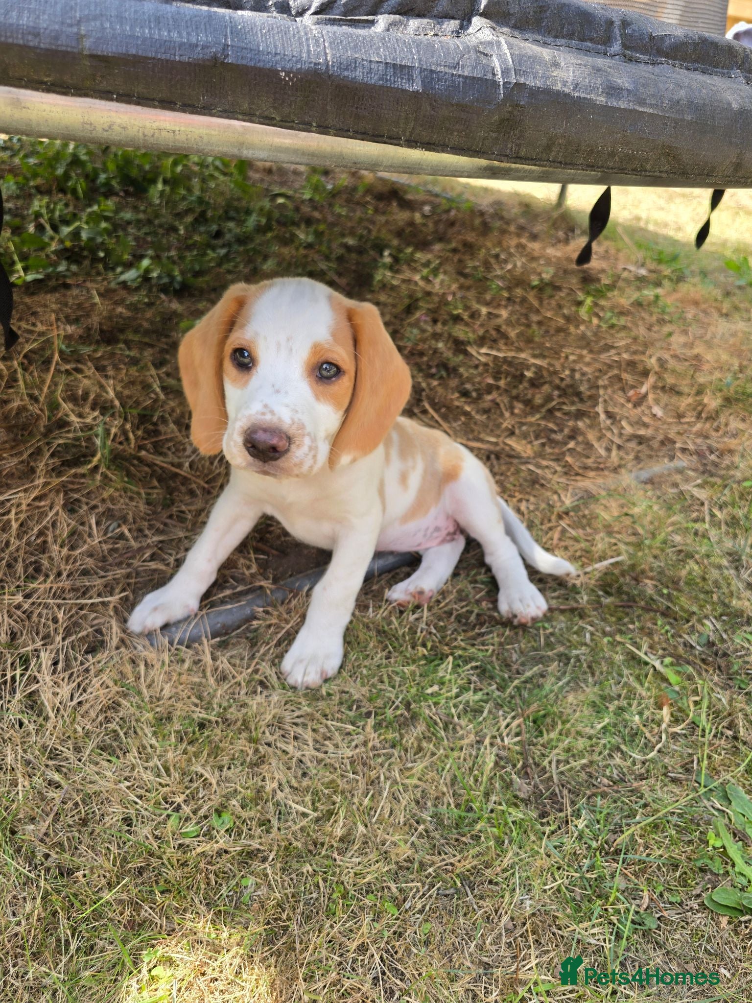 Mixed Breed dogs Beagle - Advert 1