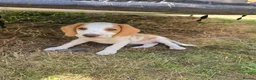 Mixed Breed dogs for sale: Beagle - Advert 1