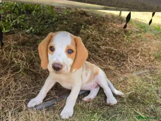 Mixed Breed dogs Beagle - Advert 1