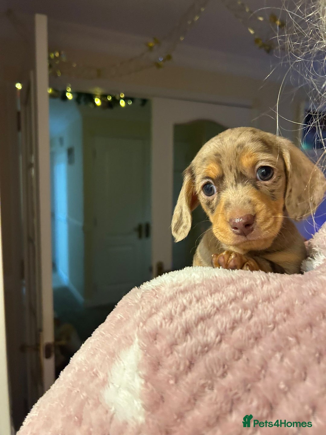 Dachshund dogs for sale: 4 gorgeous pups - Advert 8