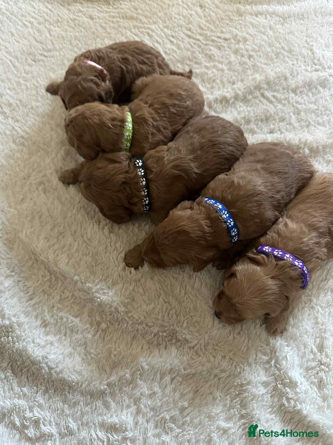 Cockapoo dogs for sale: Gorgeous F1b cockapoo puppies  - Advert 9