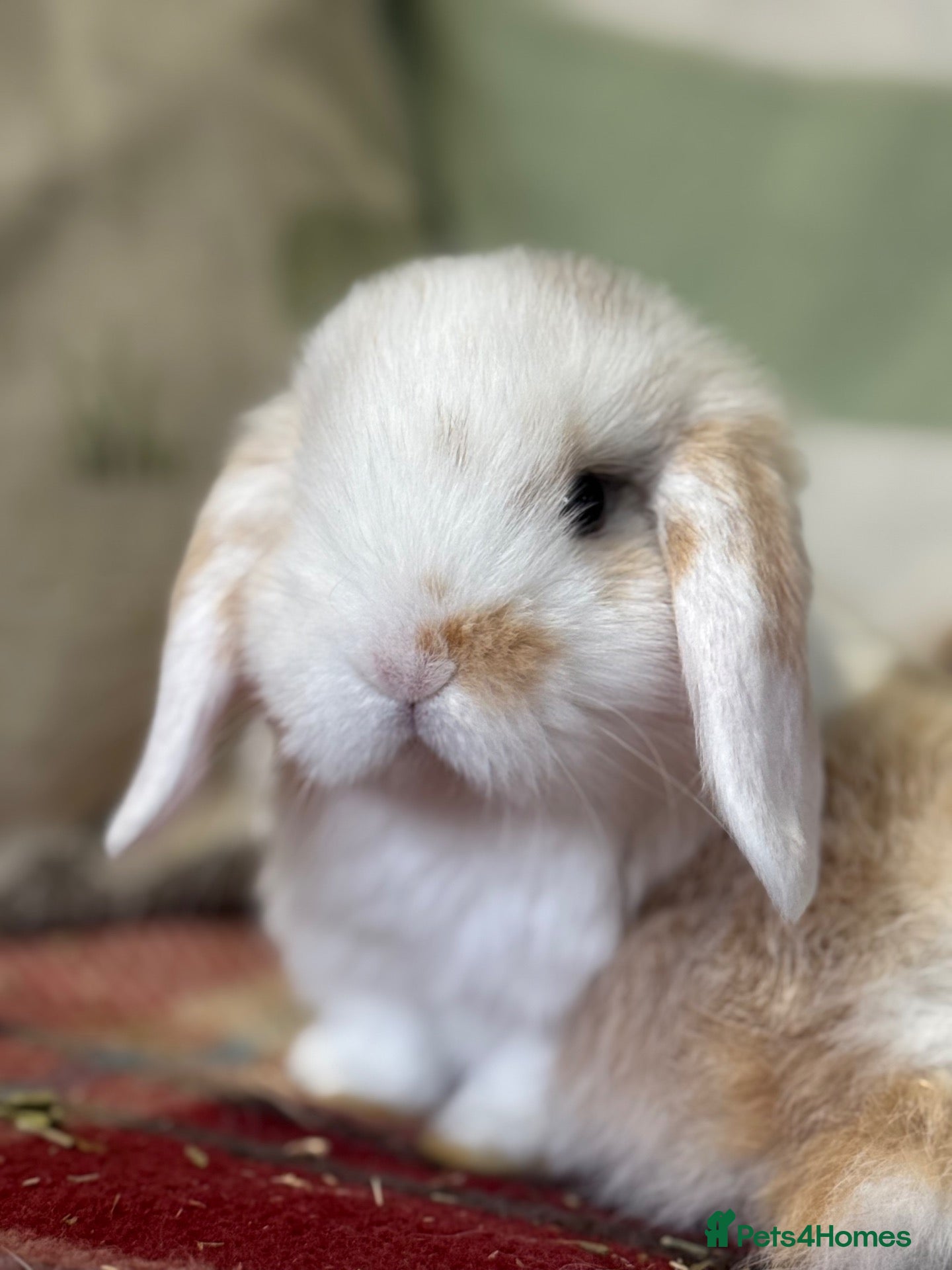 Mini Lop rabbits for sale: Beautiful mini lop male - Advert 1
