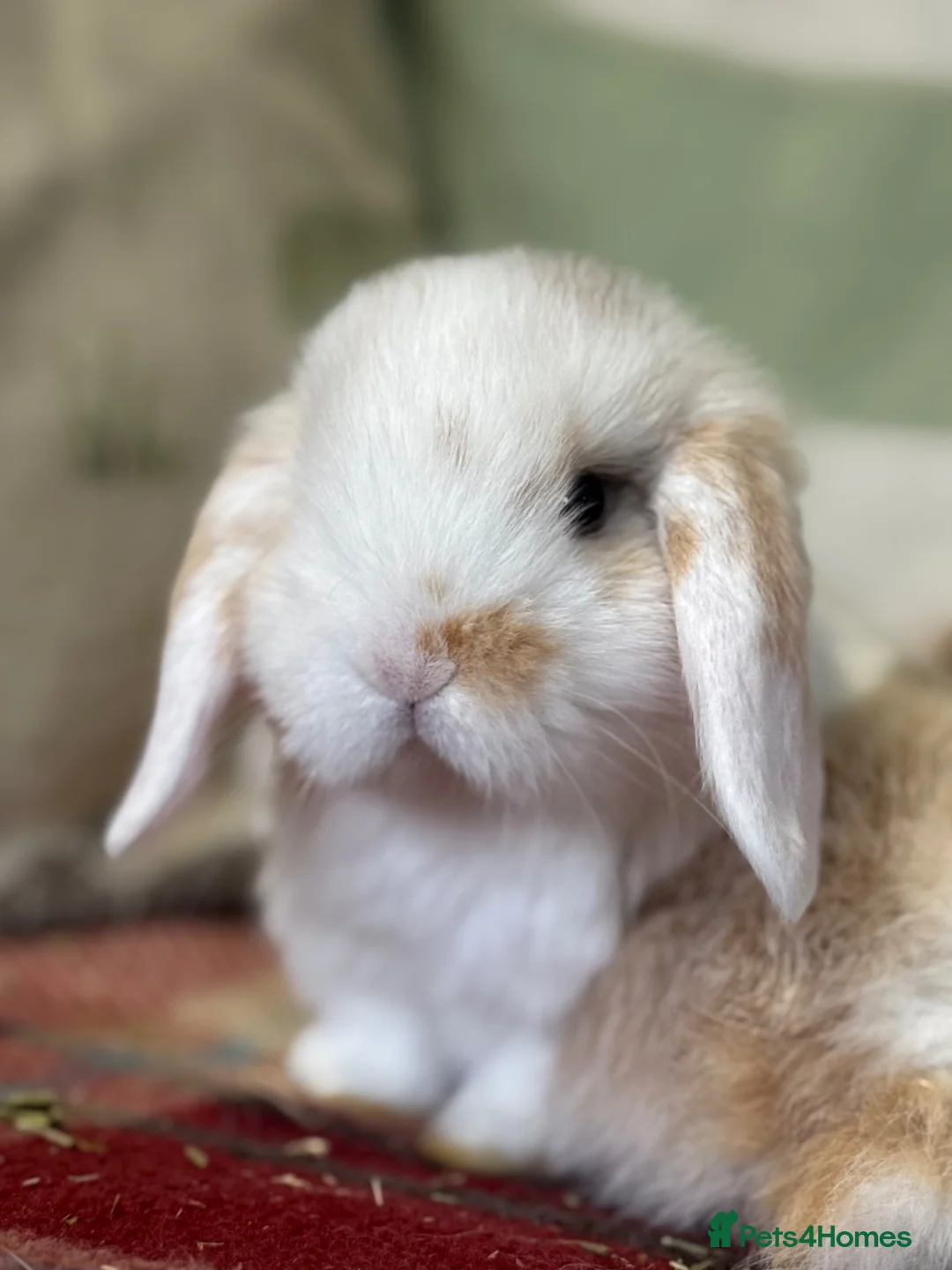 Mini Lop rabbits for sale: Beautiful mini lop male - Advert 1