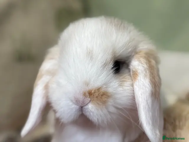 Mini Lop rabbits for sale: Beautiful mini lop male - Advert 1