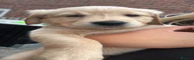 Golden Retriever 7