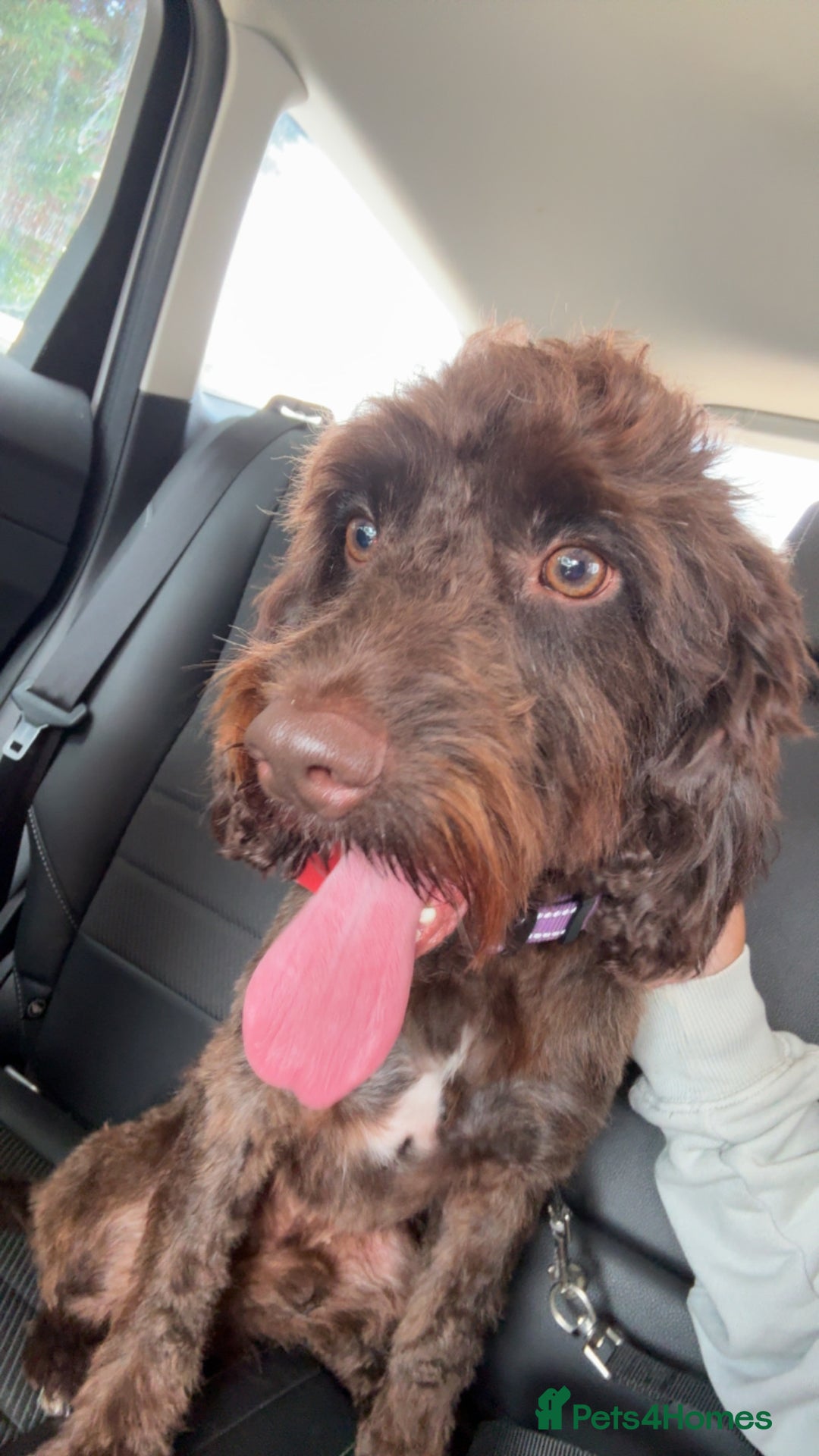 Cockapoo dogs for sale: Cockapoo 1 year old  - Advert 2