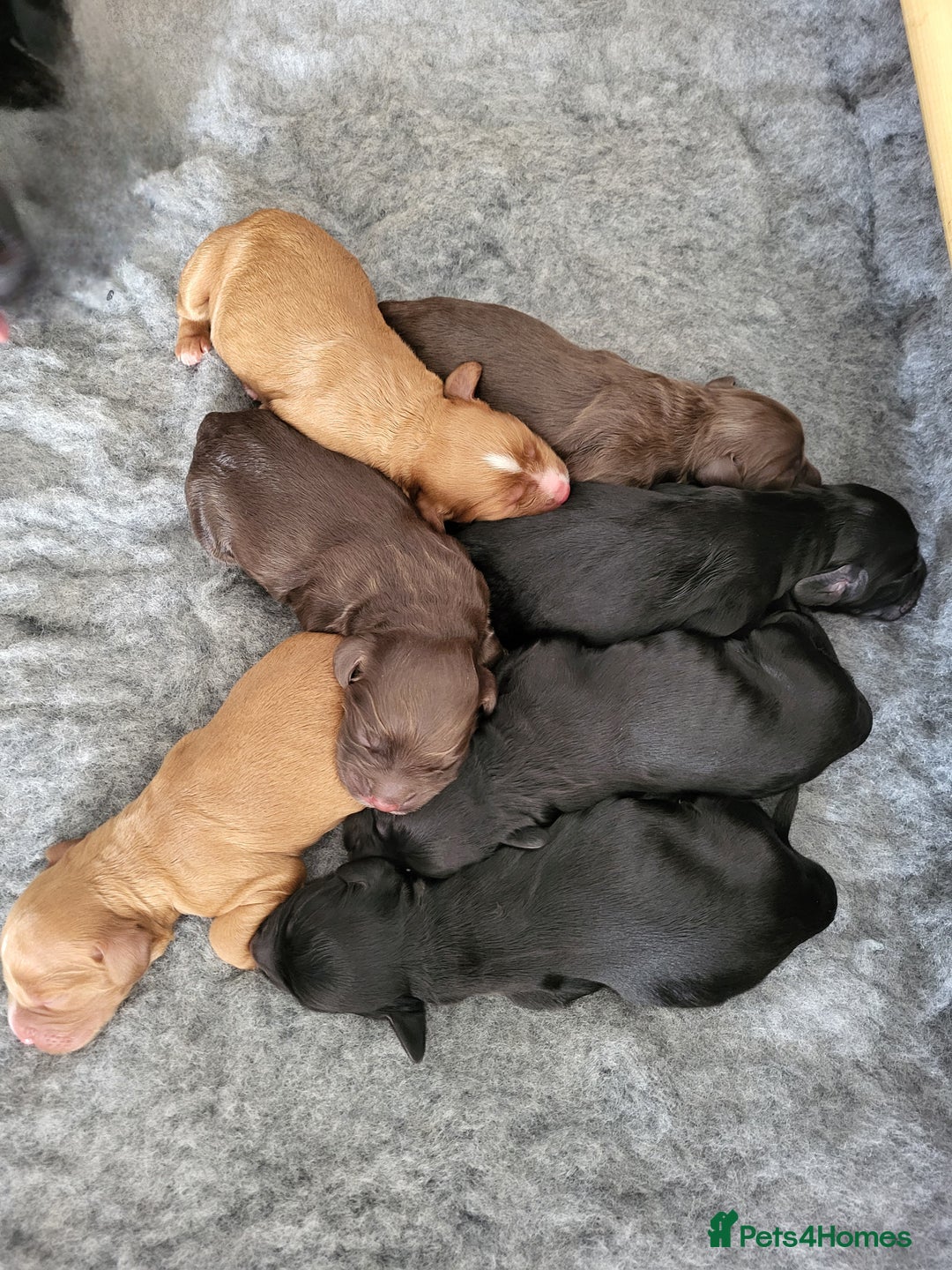 Cocker Spaniel dogs for sale: FTCH, KC REG working cocker pups - Image 23