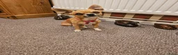 Chihuahua dogs for sale: APPLE HEAD BOY CHIHUAHUA - Advert 7