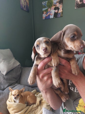 Dachshund dogs - Advert 15