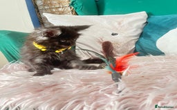 Maine Coon cats for sale: XXL Maine Coon kittens 🔥rare Black Smoke  - Image 9