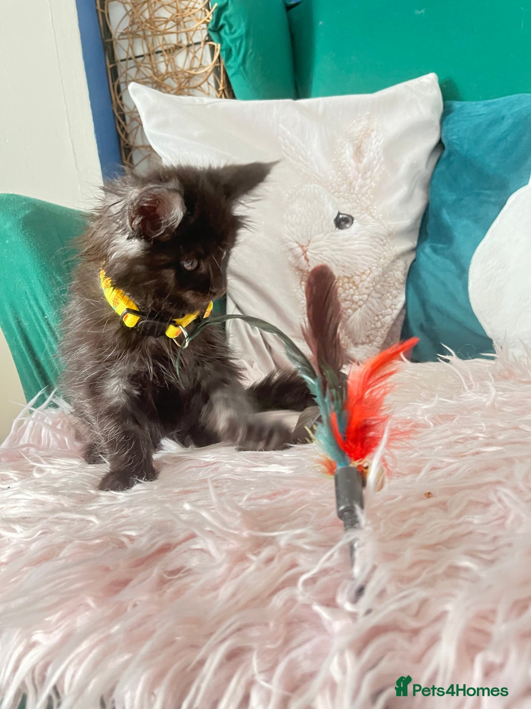Maine Coon cats for sale: XXL Maine Coon kittens 🔥rare Black Smoke  - Image 9
