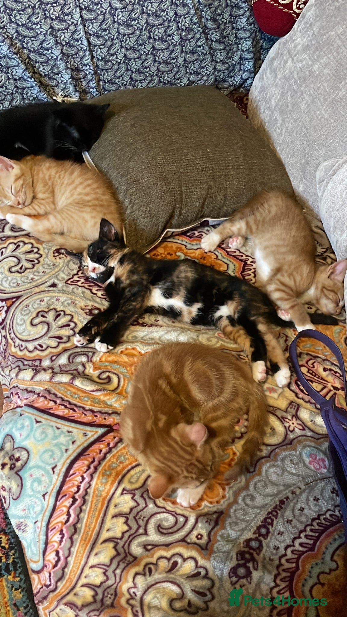Mixed Breed cats for sale: Healthy kittens for sale  - Advert 2
