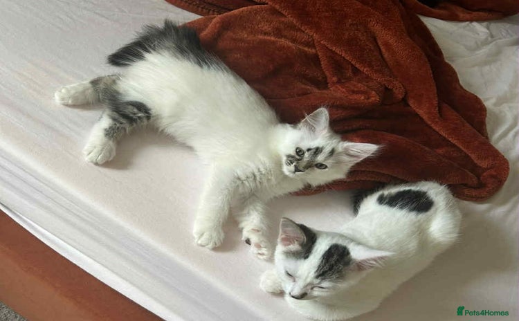 Mixed Breed cats - Advert 1