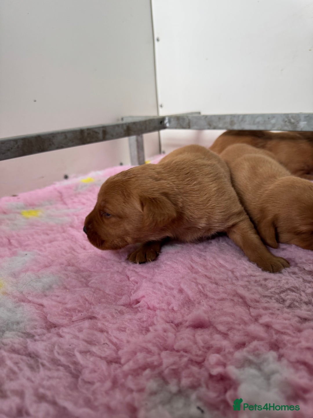 Labrador Retriever dogs for sale: Ready to leave, KC Labrador litter, boys & girls  - Image 12