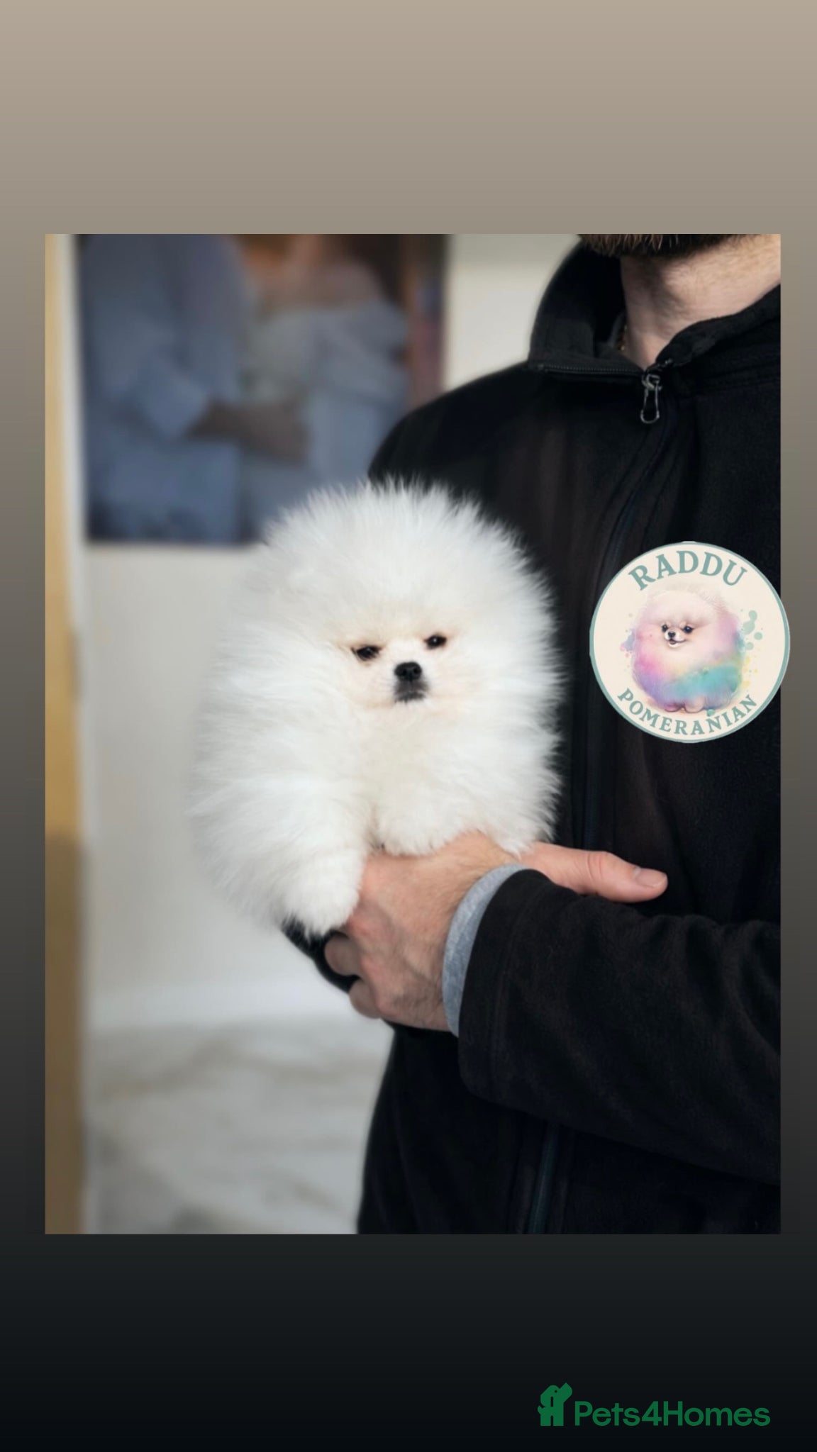 Pomeranian dogs Champion line🏆 mini teddy boy🧸  - Advert 1