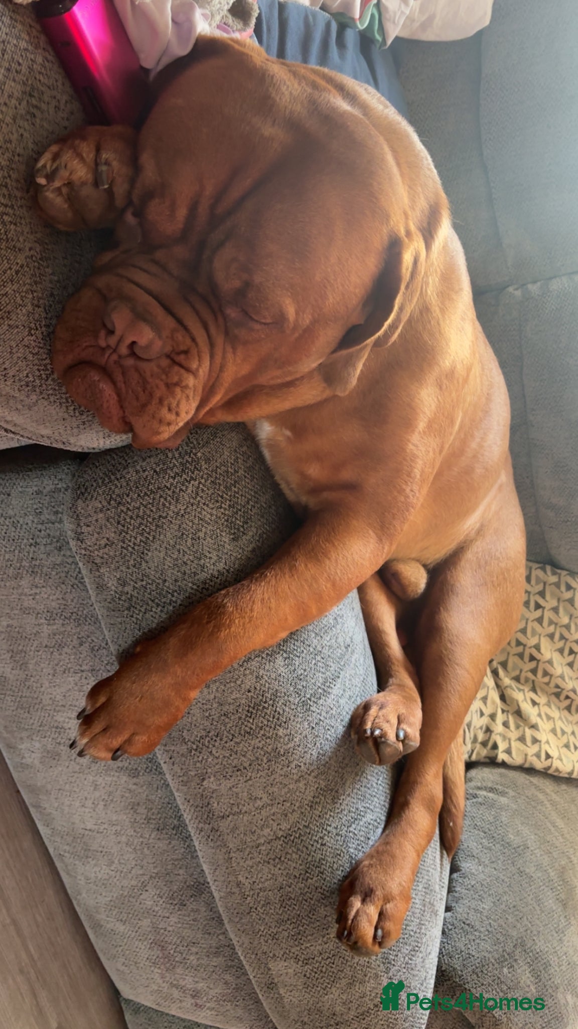 Dogue De Bordeaux dogs for sale: Beautiful big boy  - Advert 6
