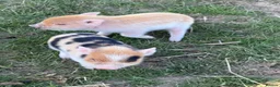 Pig livestock for sale: Kune kune piglets  - Advert 2