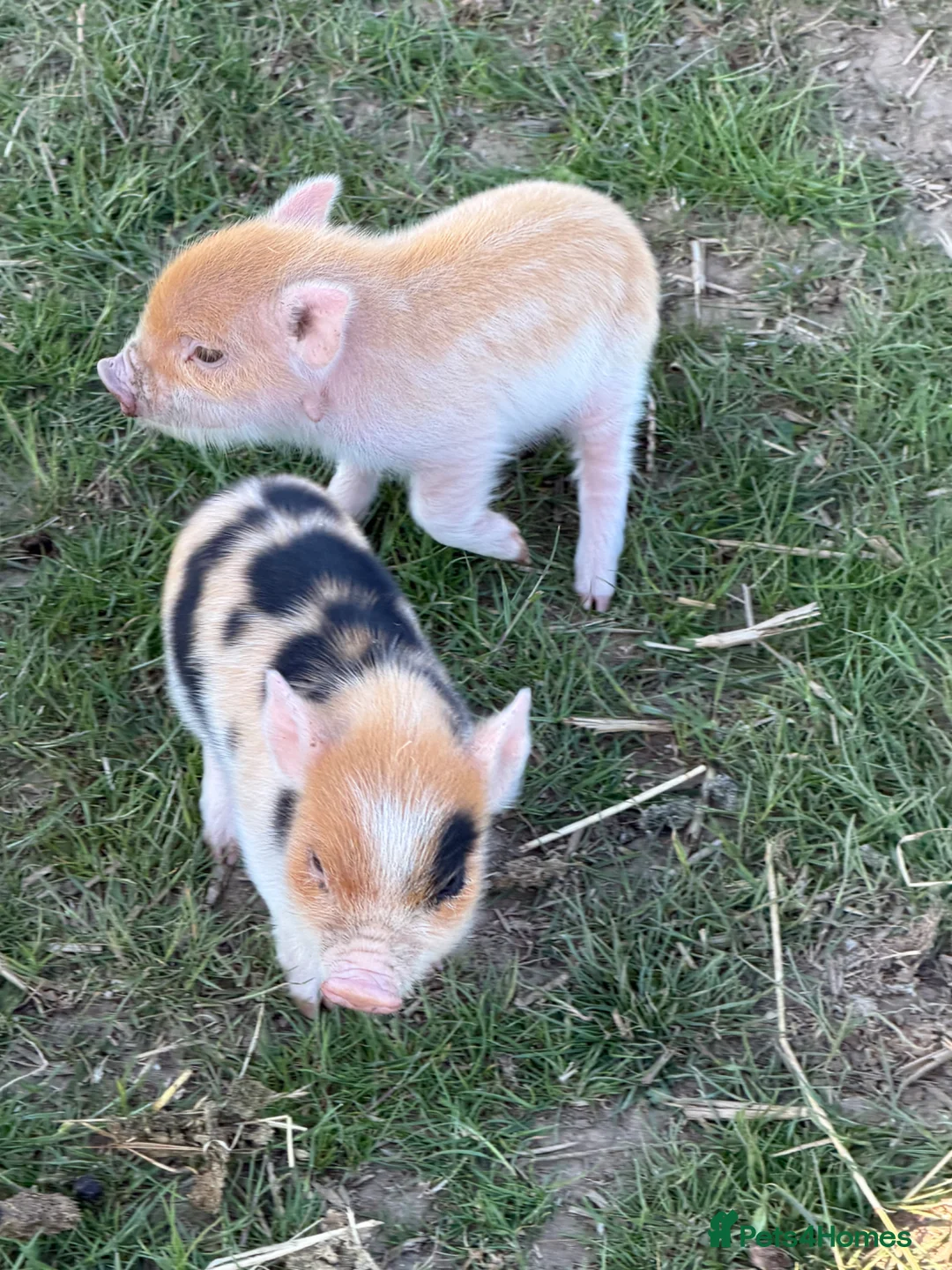 Pig livestock for sale: Kune kune piglets  - Advert 2