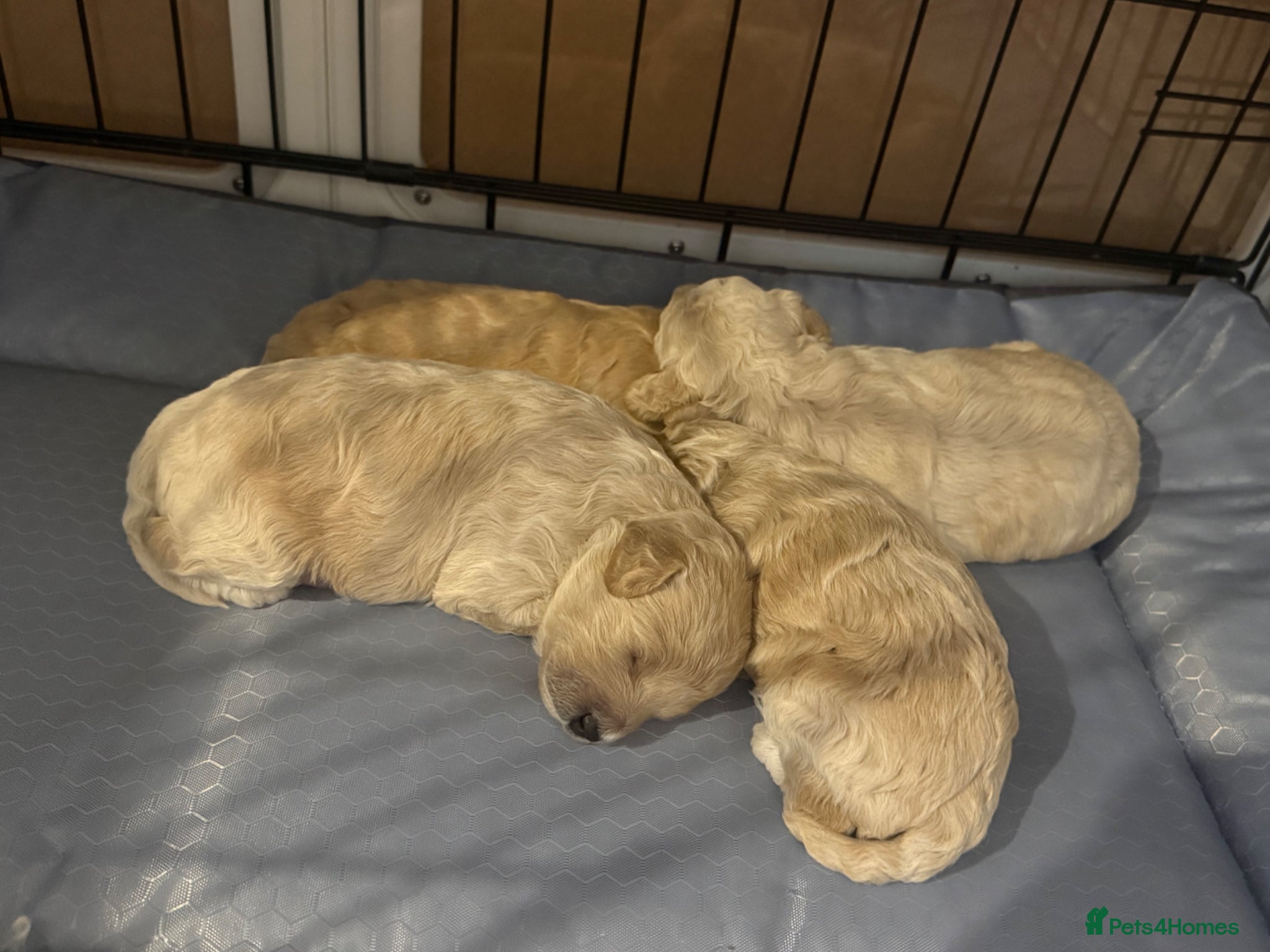 Poochon dogs Beautiful F2 Poochon puppies  - Advert 13