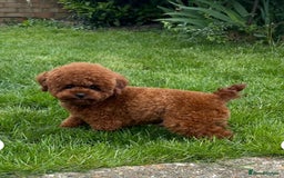 Maltipoo dogs for sale: Beautiful F1B Toy Size Maltipoo Puppies - Image 28