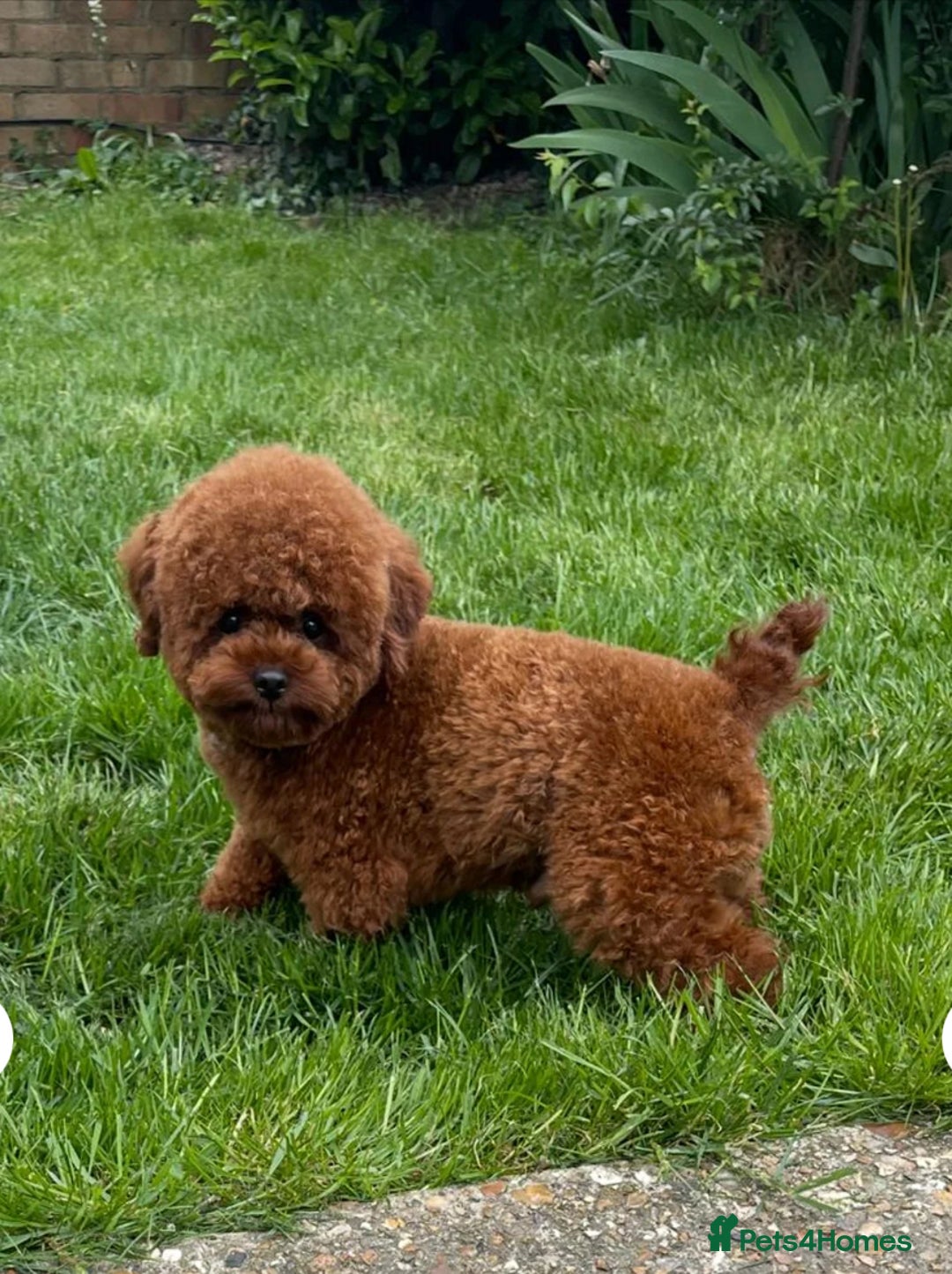 Maltipoo dogs for sale: Beautiful F1B Toy Size Maltipoo Puppies - Image 28