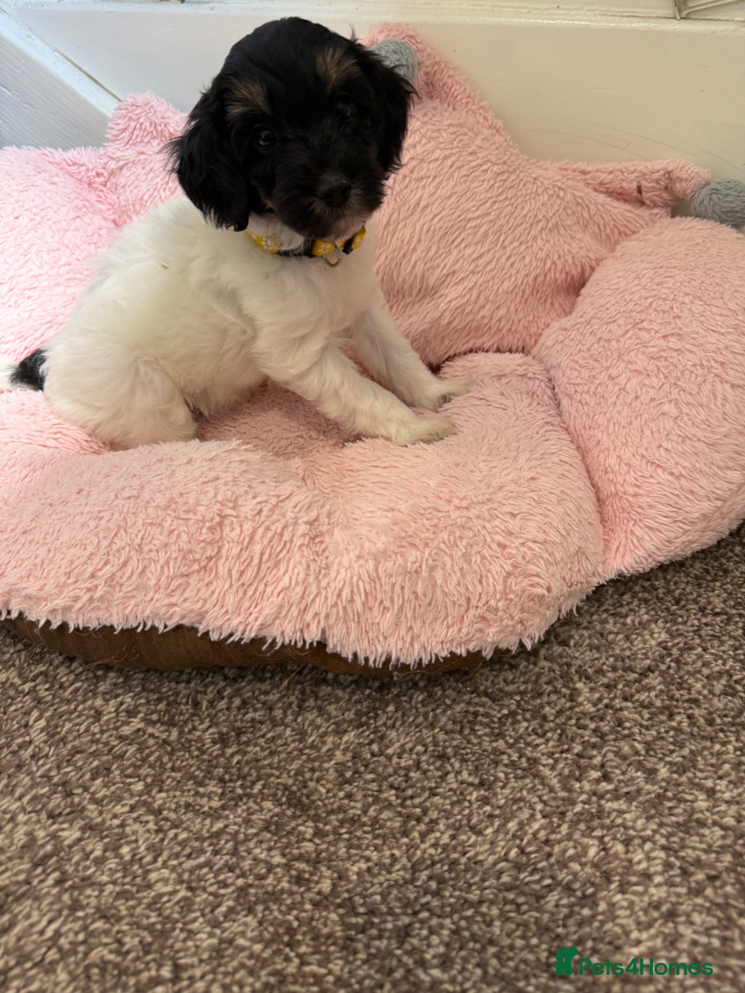 Chipoo dogs Rare Phantom Toy poodle - Advert 2