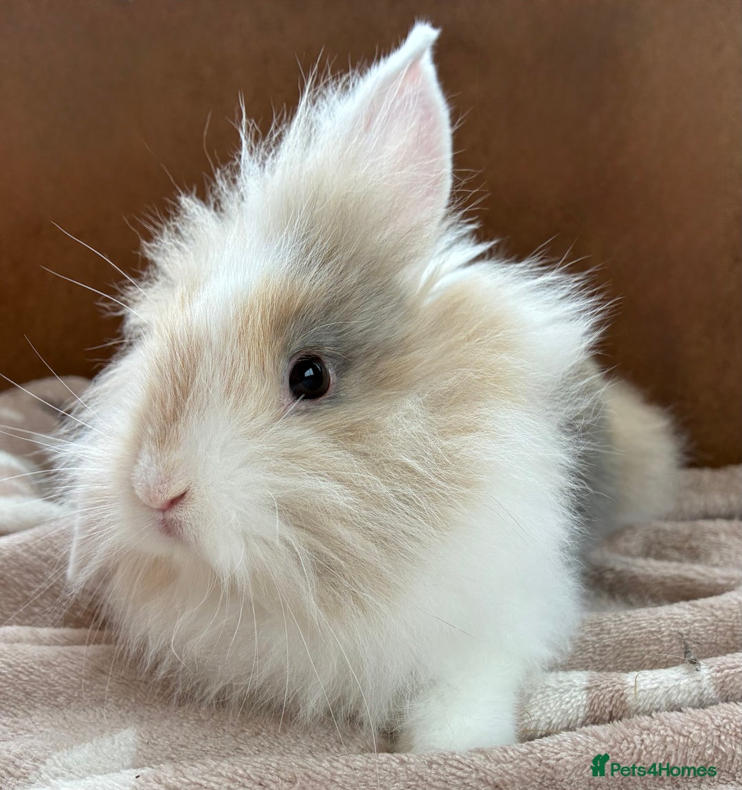 Mini Lion Lop rabbits for sale: 3 beautiful Rabbits  - Image 2