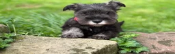 Miniature Schnauzer dogs for sale: Stunning kc reg miniature schnauzers  - Advert 4